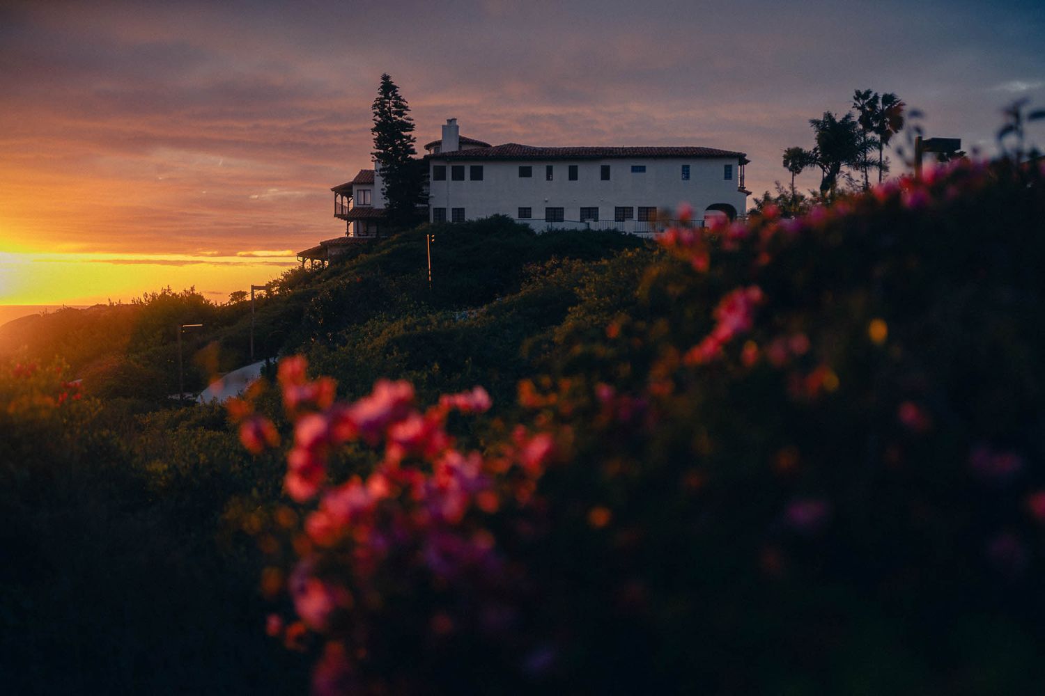 Vibrant pink bougainvillea flowers bloom in silhouette against a golden coastal sunset sky with houses perched on hills.