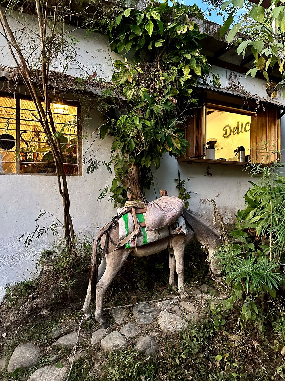 Donkey in front of a restaurant in Minca, Colombia