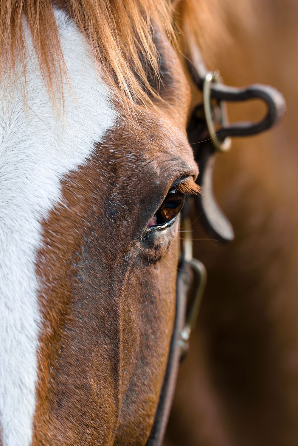 Close-up macro shot of a horse's eye and face showing crisp detail of brown and white coloring.