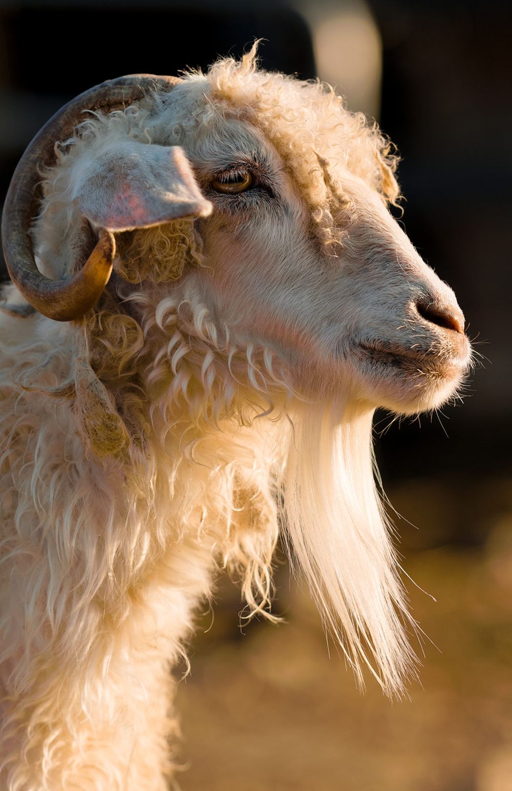 Profile portrait of a white goat with long fur and curved horns against a blurred background.