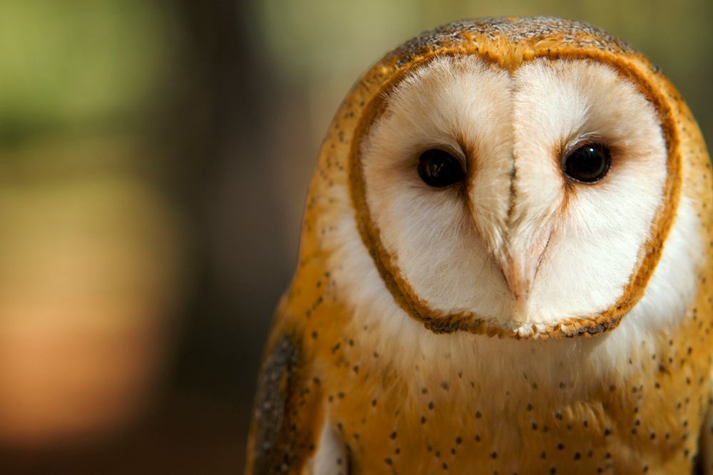 Close-up portrait of a barn owl with distinctive heart-shaped face and large dark eyes against blurred background.