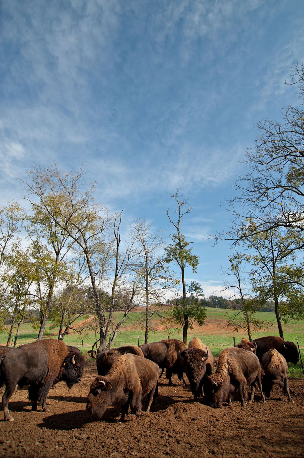 Herd of American bison grazing on brown dirt under a bright blue cloudy sky.