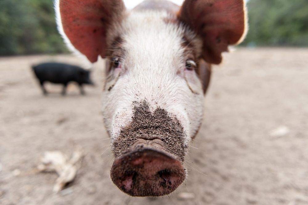 Close up of a curious pig's snout and face with muddy nose.