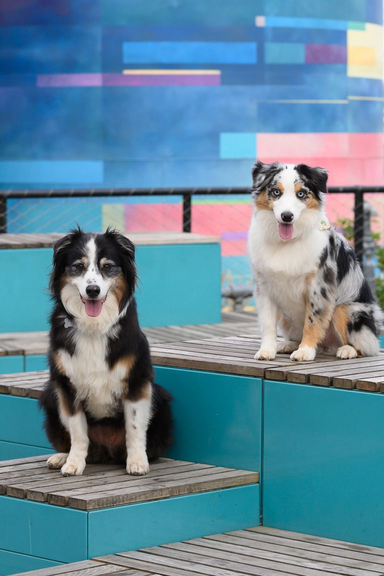Australian Shepherd dogs sitting on turquoise wooden steps with colorful lighting in the background.