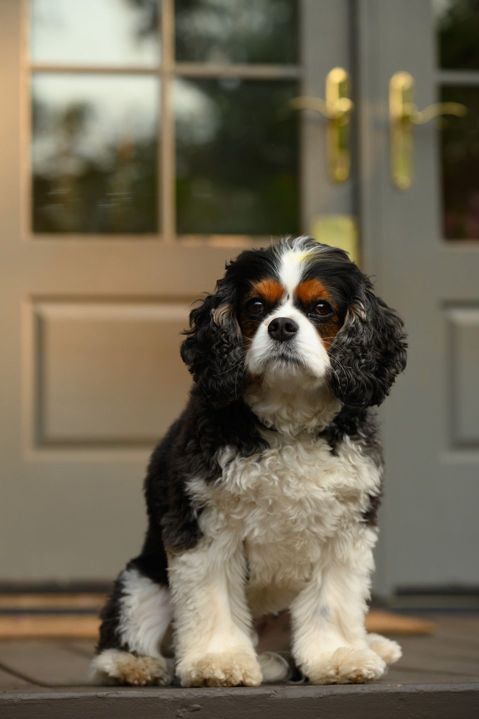 A Cavalier King Charles Spaniel dog with tri-colored fur sits attentively on a doorstep beside a glass door.