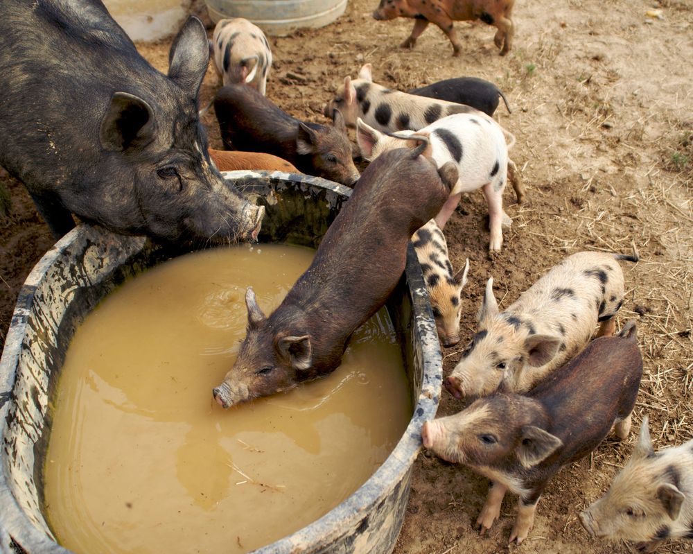 Group of spotted piglets drinking from a muddy water hole alongside larger pigs.