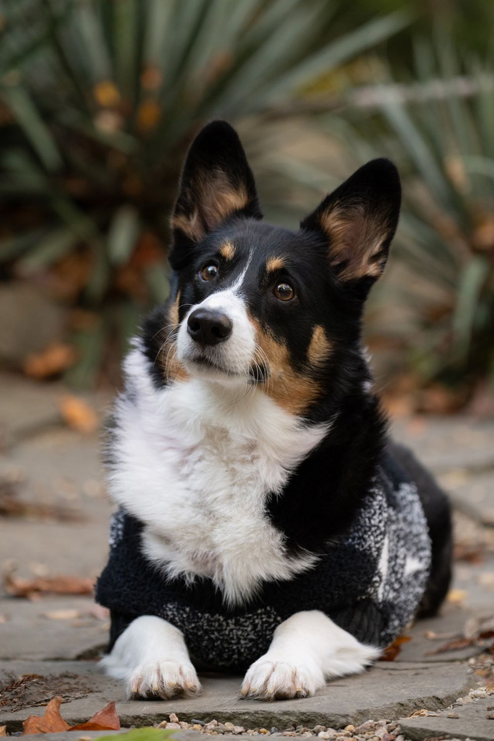A tricolored Corgi wearing a black knitted sweater lies on fallen leaves in an outdoor setting.