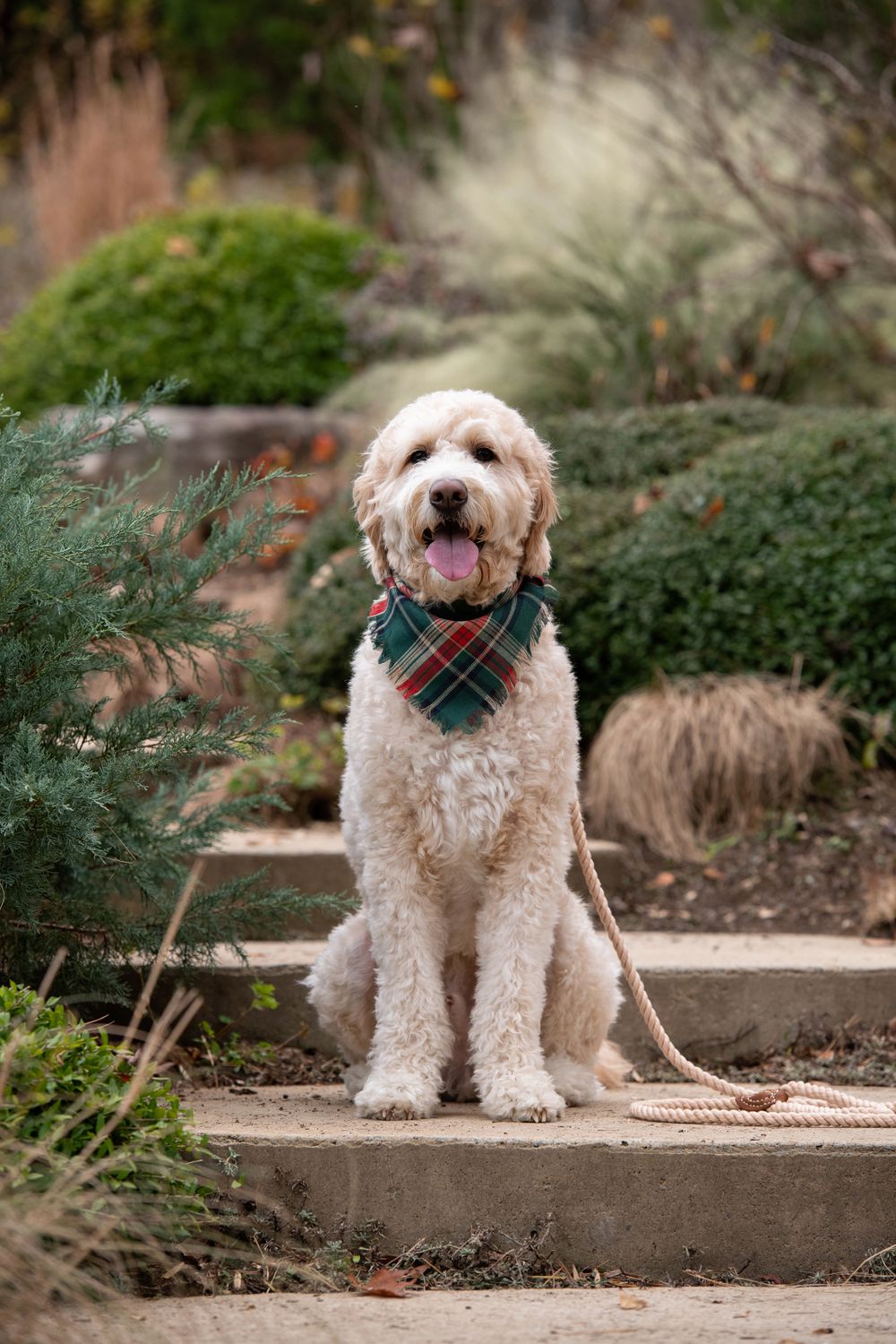 Happy goldendoodle dog wearing plaid bandana sits on garden steps surrounded by greenery.