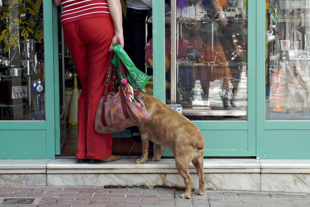 Dog sniffing shopping bags while person enters storefront.