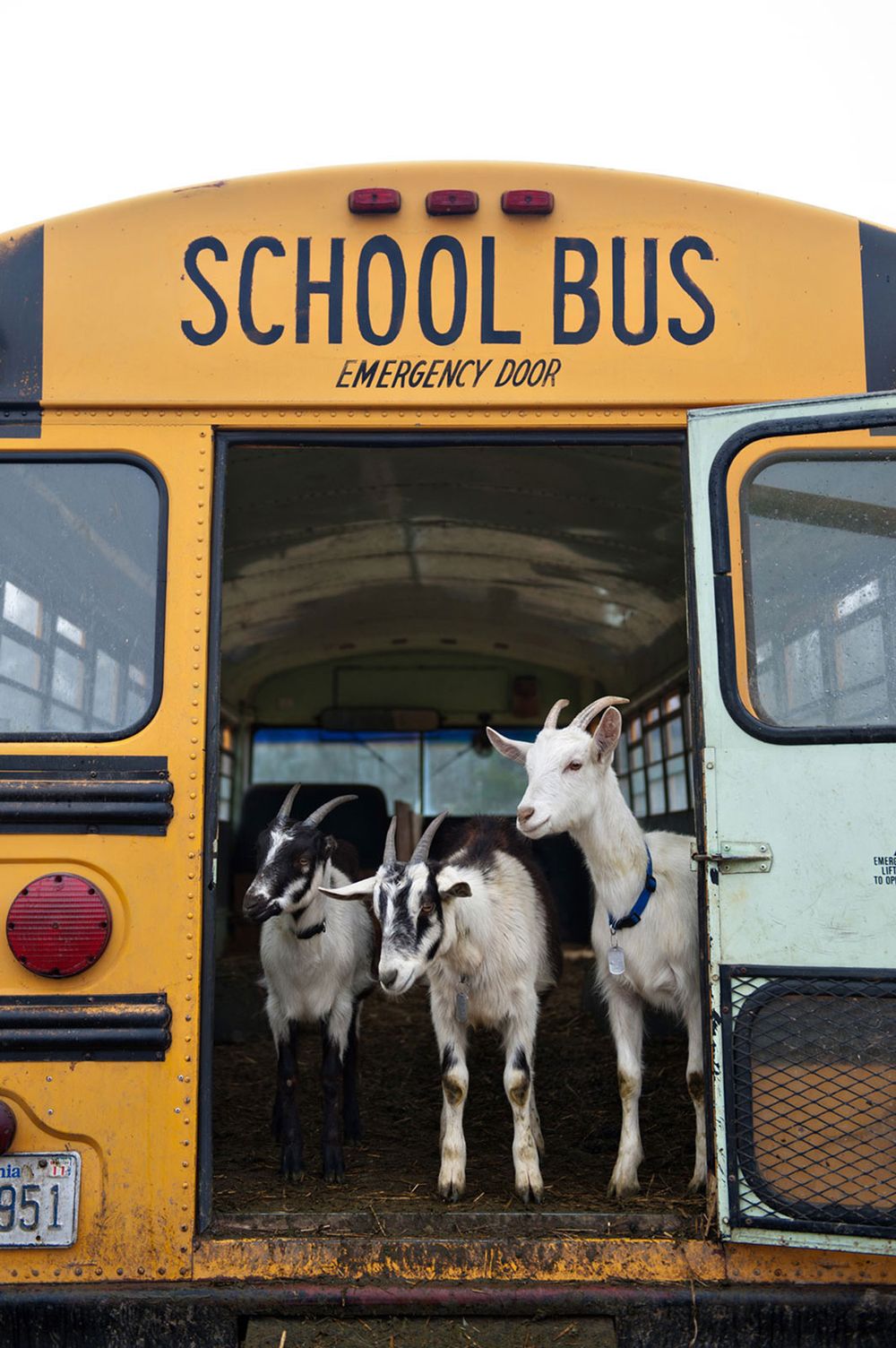 Several baby goats peering out from the emergency exit windows of a yellow school bus.