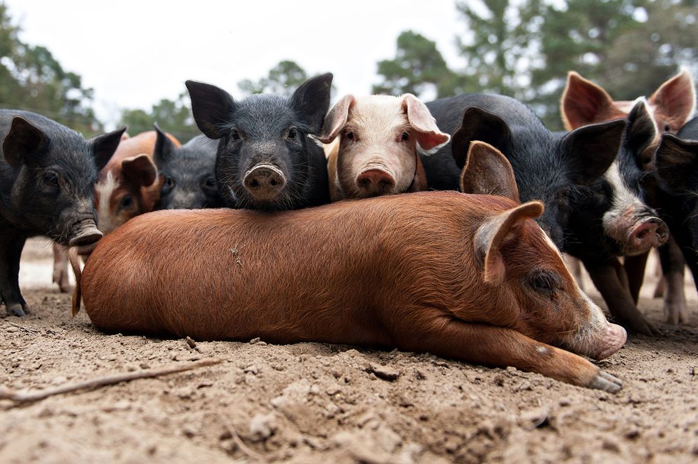 A group of black and brown pigs lying together on dirt ground with one reddish pig resting in the center.