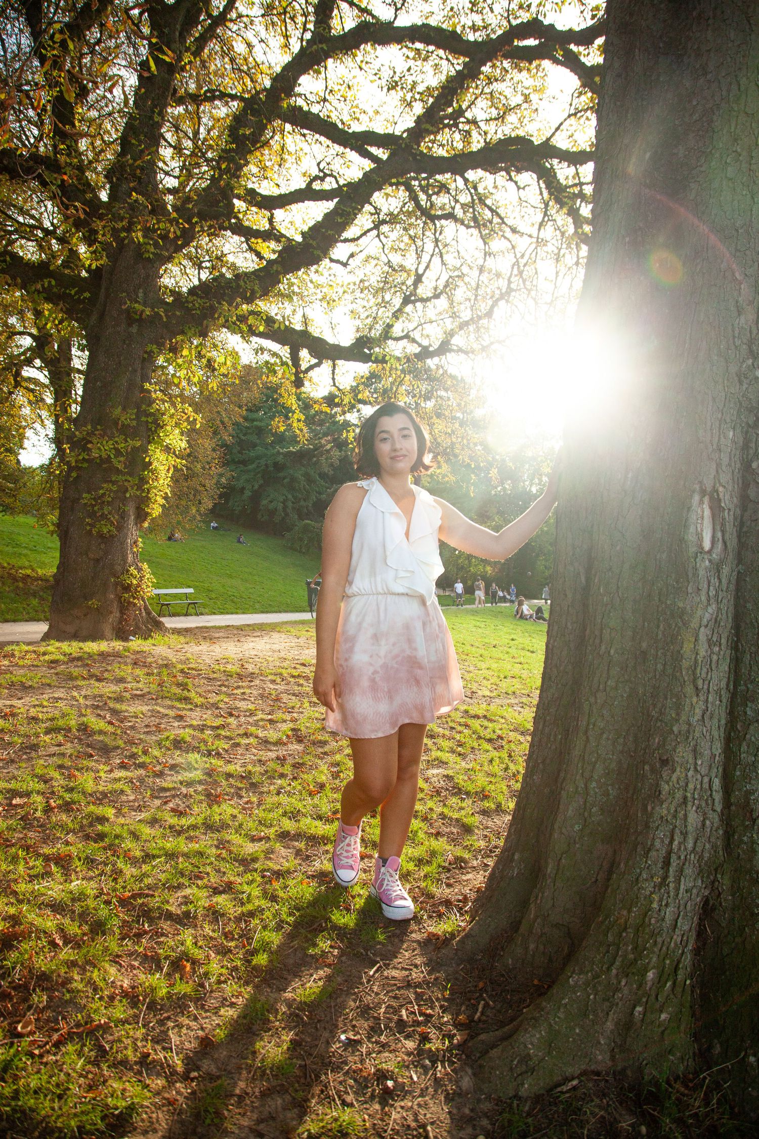 Sunlit park scene with large old tree casting shadows on grass during golden hour.