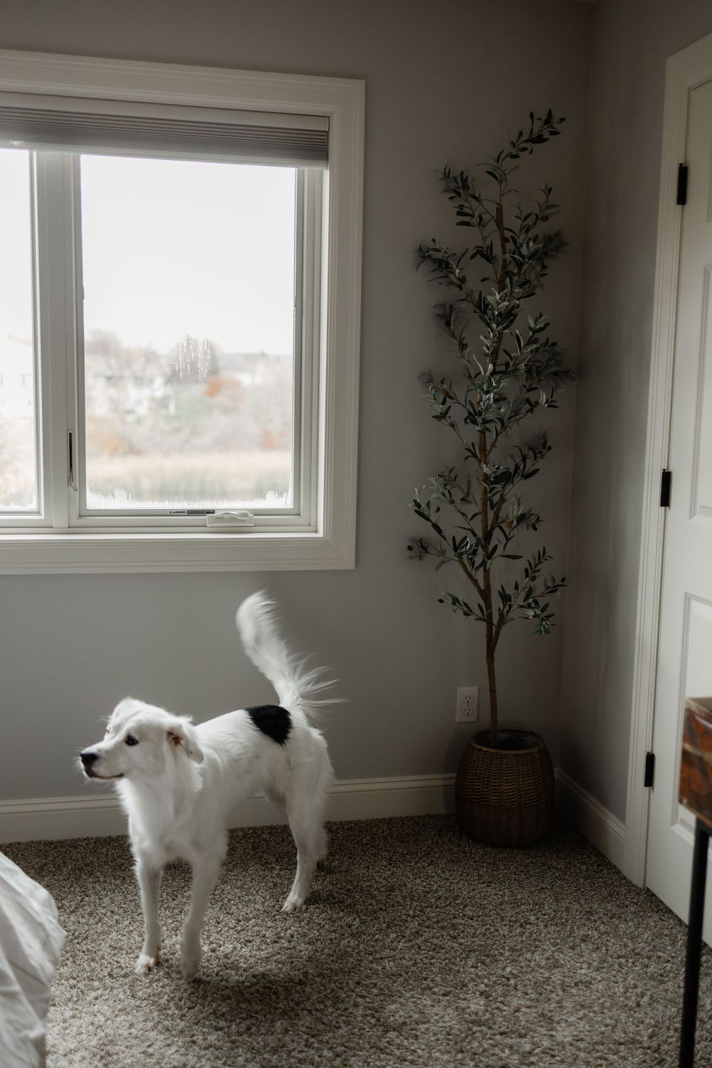 A white dog stands alert by a window in a minimalist room with gray walls and potted plant.