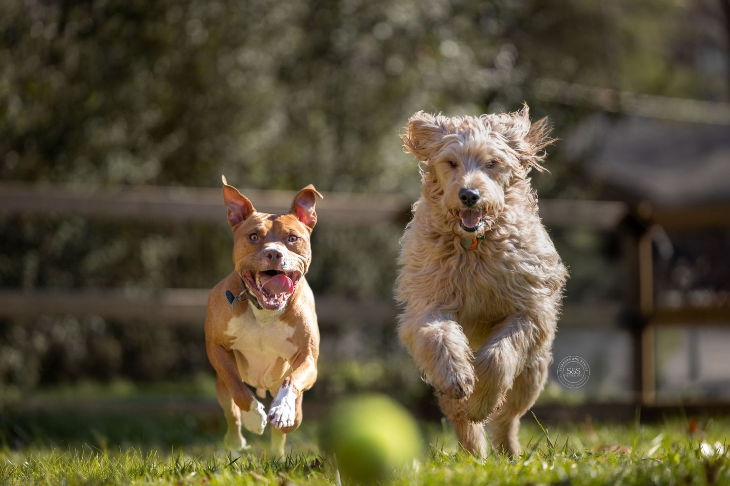 Two dogs running at a ball