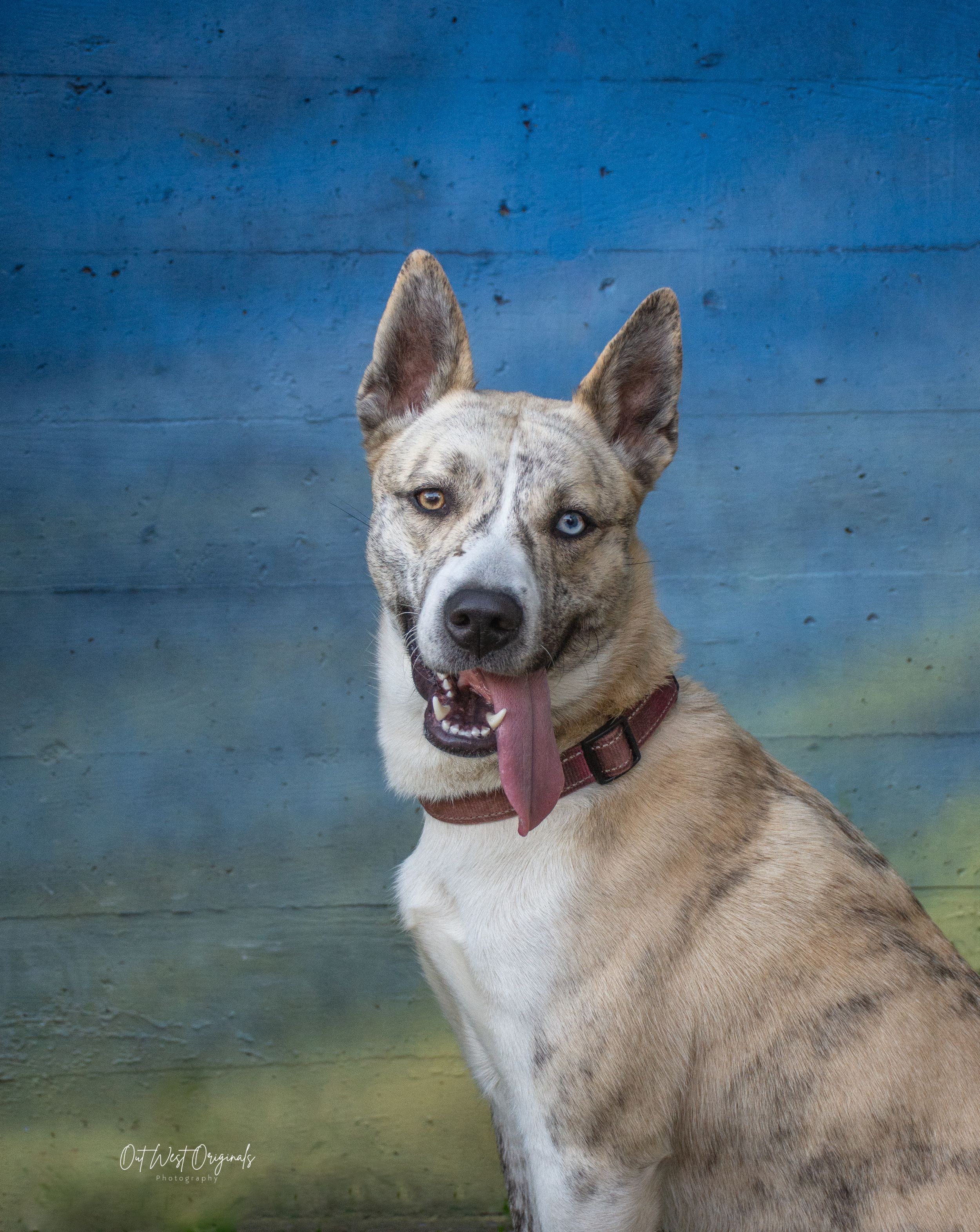 Submitted image - Embark challenge, Colouriffic theme, with Unleashed Education. Ciri, my helper, walked the streets and posed for snacks.