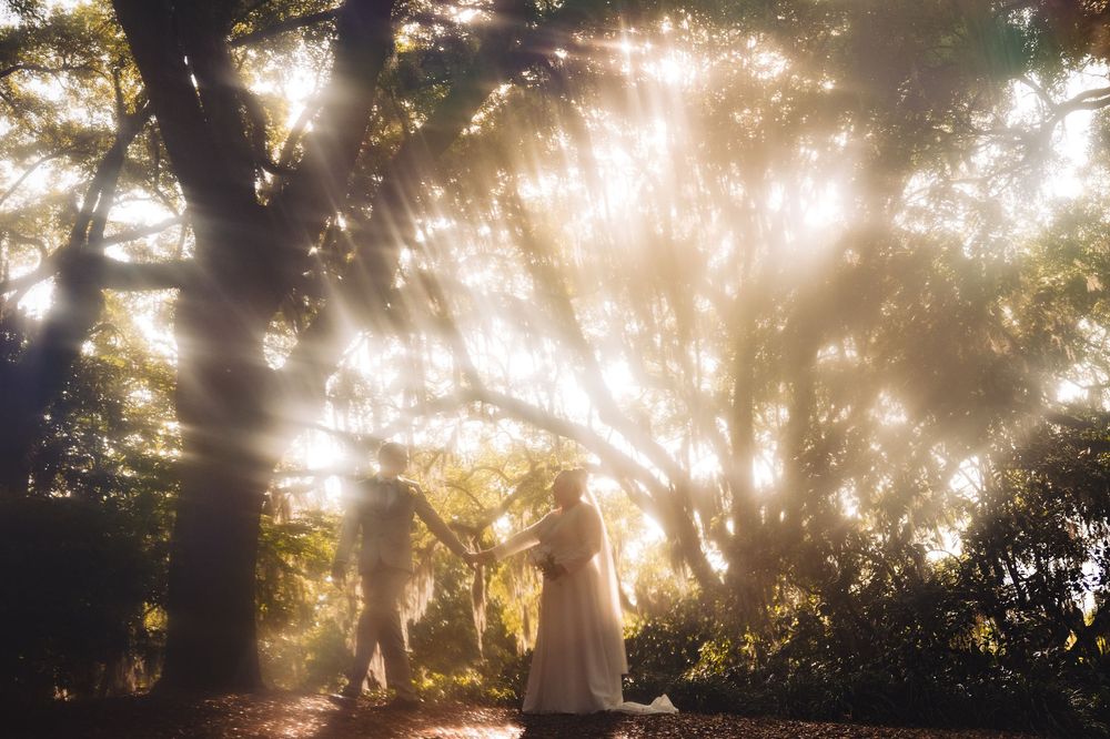 Ethereal sunlight streams through trees creating a magical backlit scene in a misty forest setting.