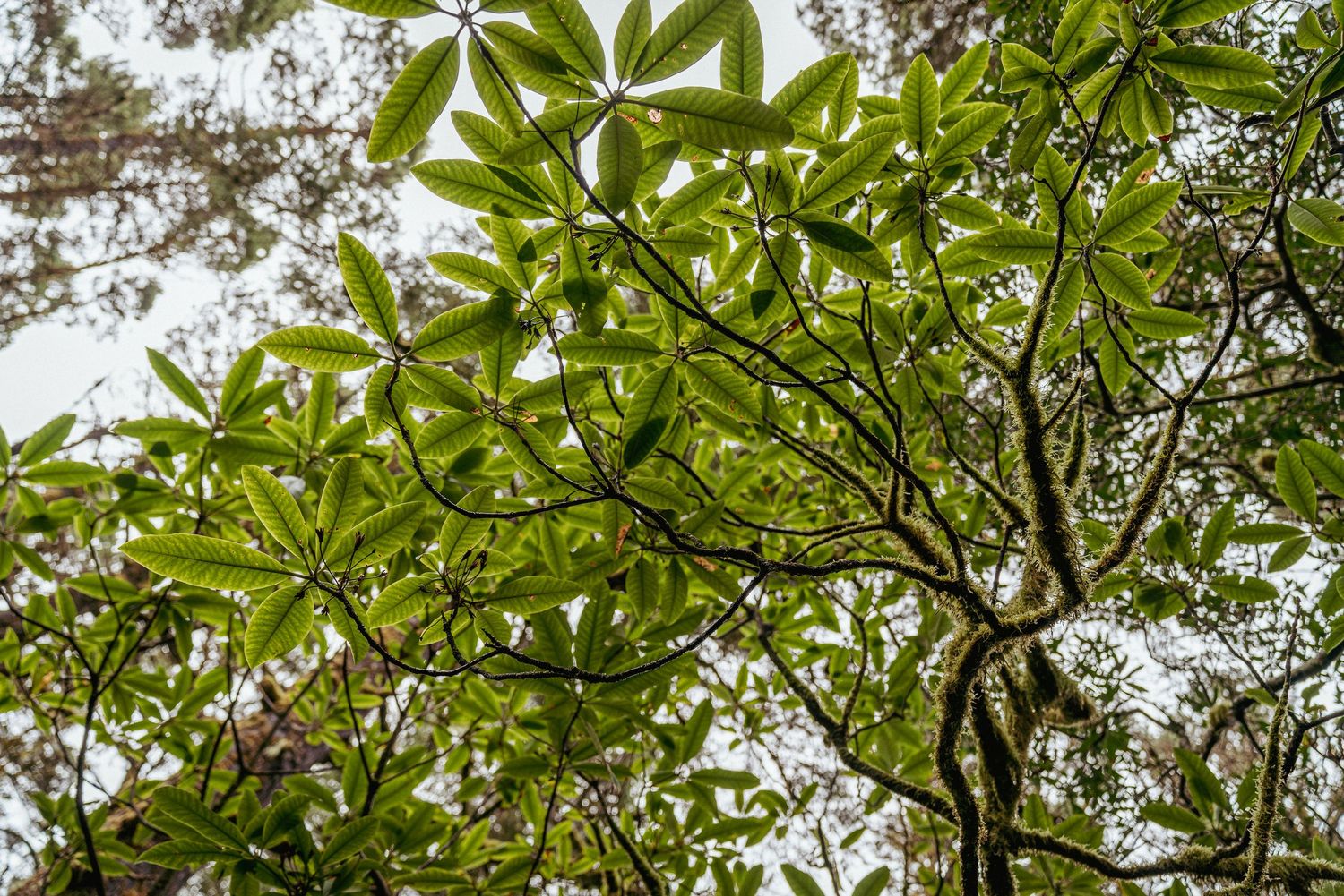 Photo from below of large, beautiful Pacific Rhododendron leaves at the Oregon Coast, highlighting lush greenery.