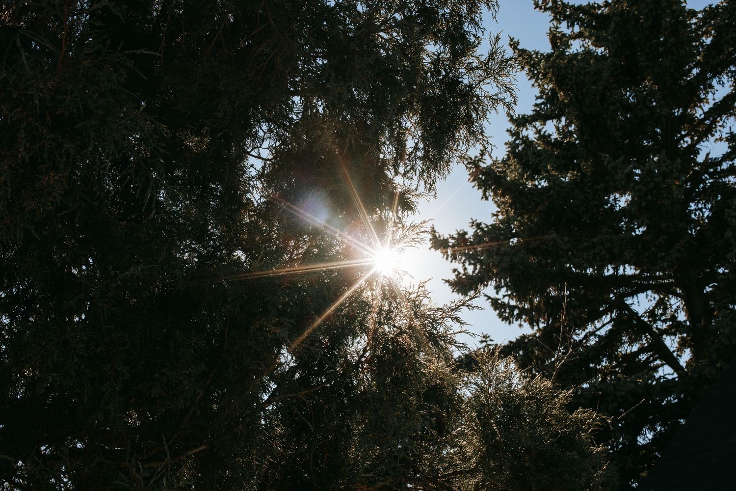 Sunlight bursts through dense green forest canopy creating dramatic rays of light through the trees.