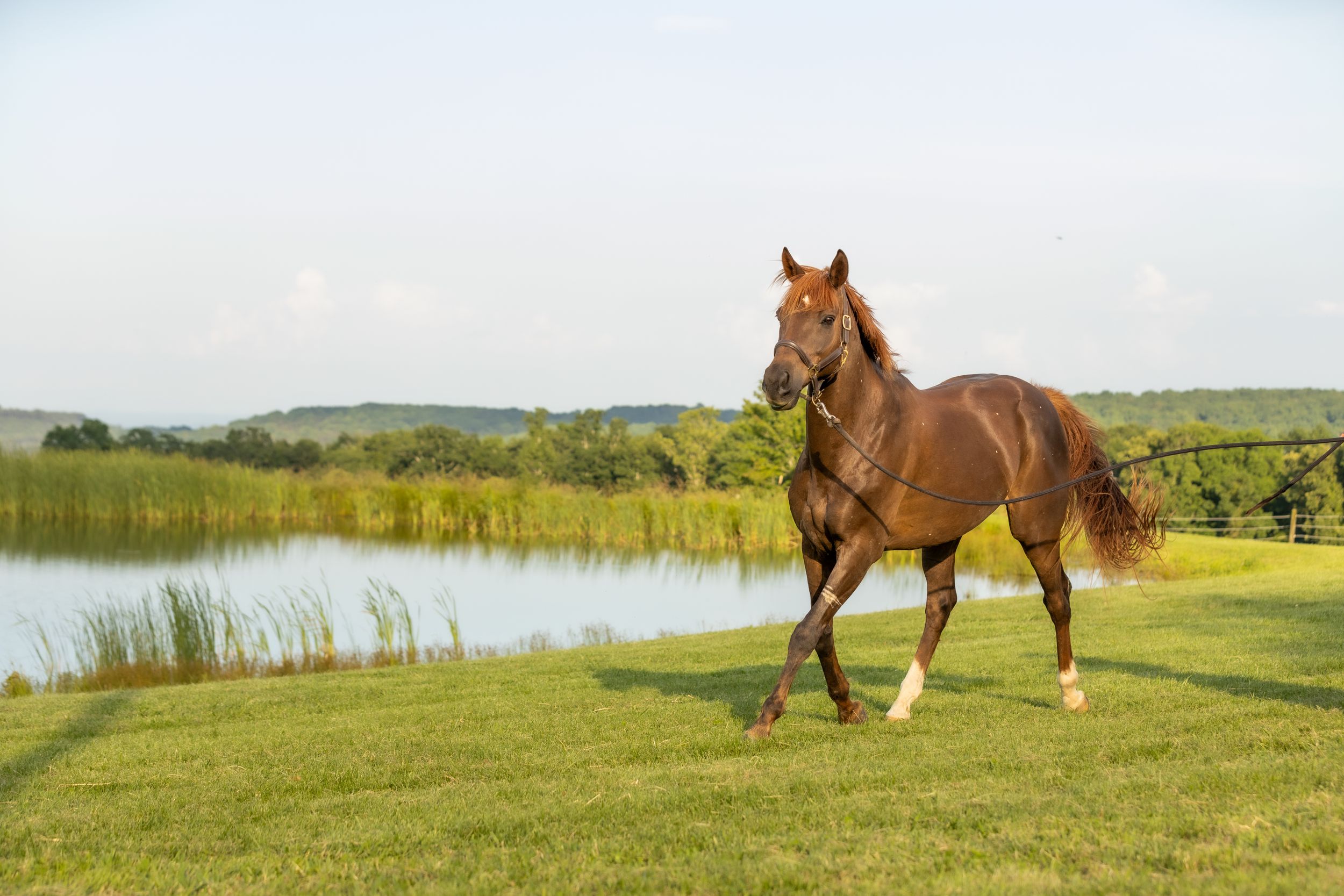 Chestnut horse galloping freely in green pasture near pond.