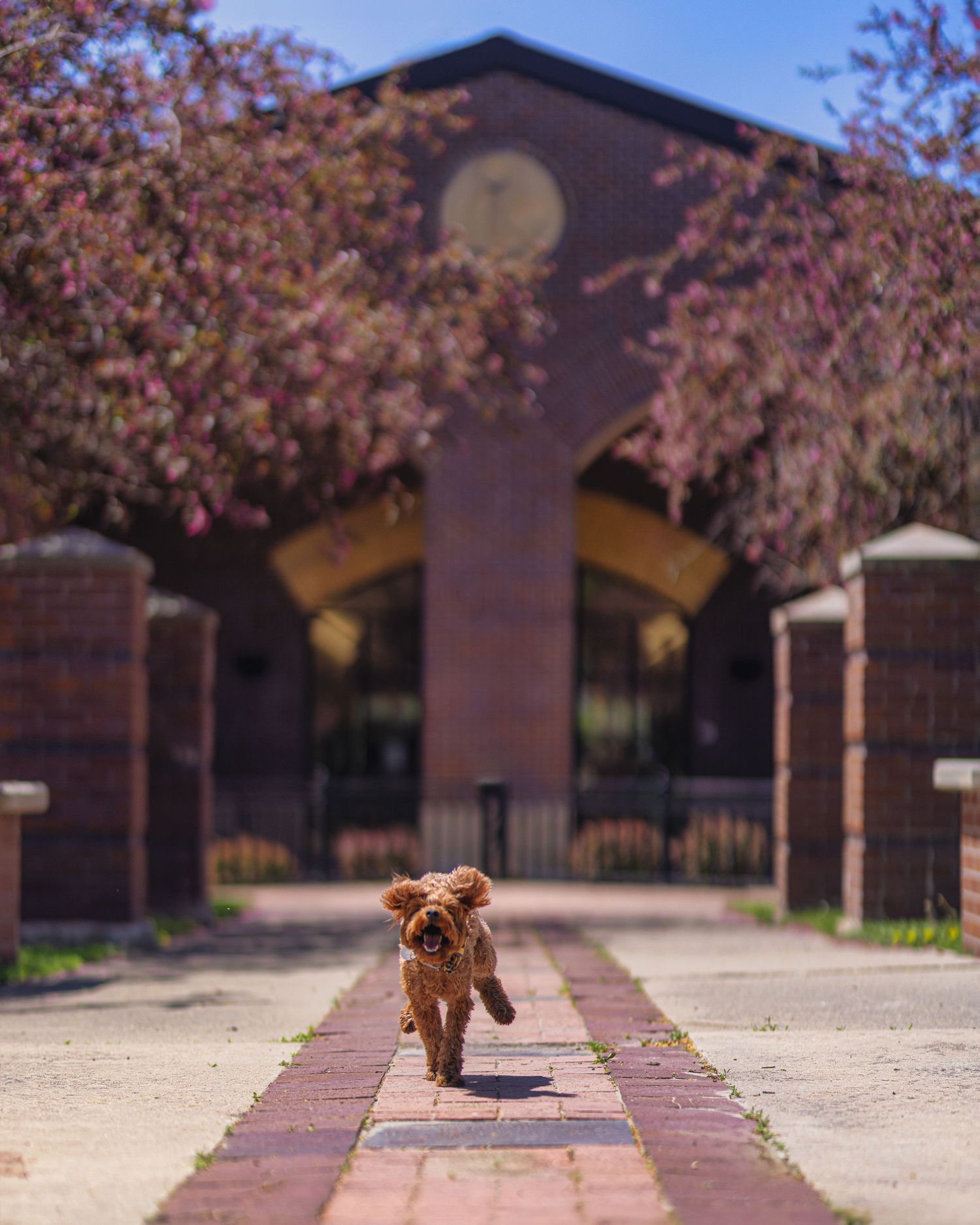 Small dog joyfully runs down a brick path in front of the Fort Dodge Public Library, framed by blooming trees. Photo by Carolina Waldroff