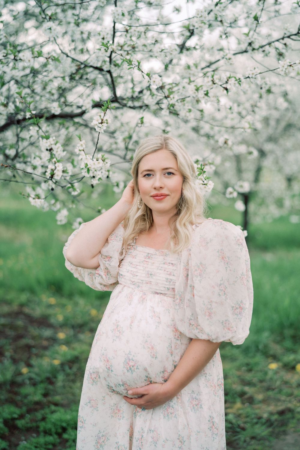 A springtime maternity photo surrounded by delicate white cherry blossoms in an orchard.