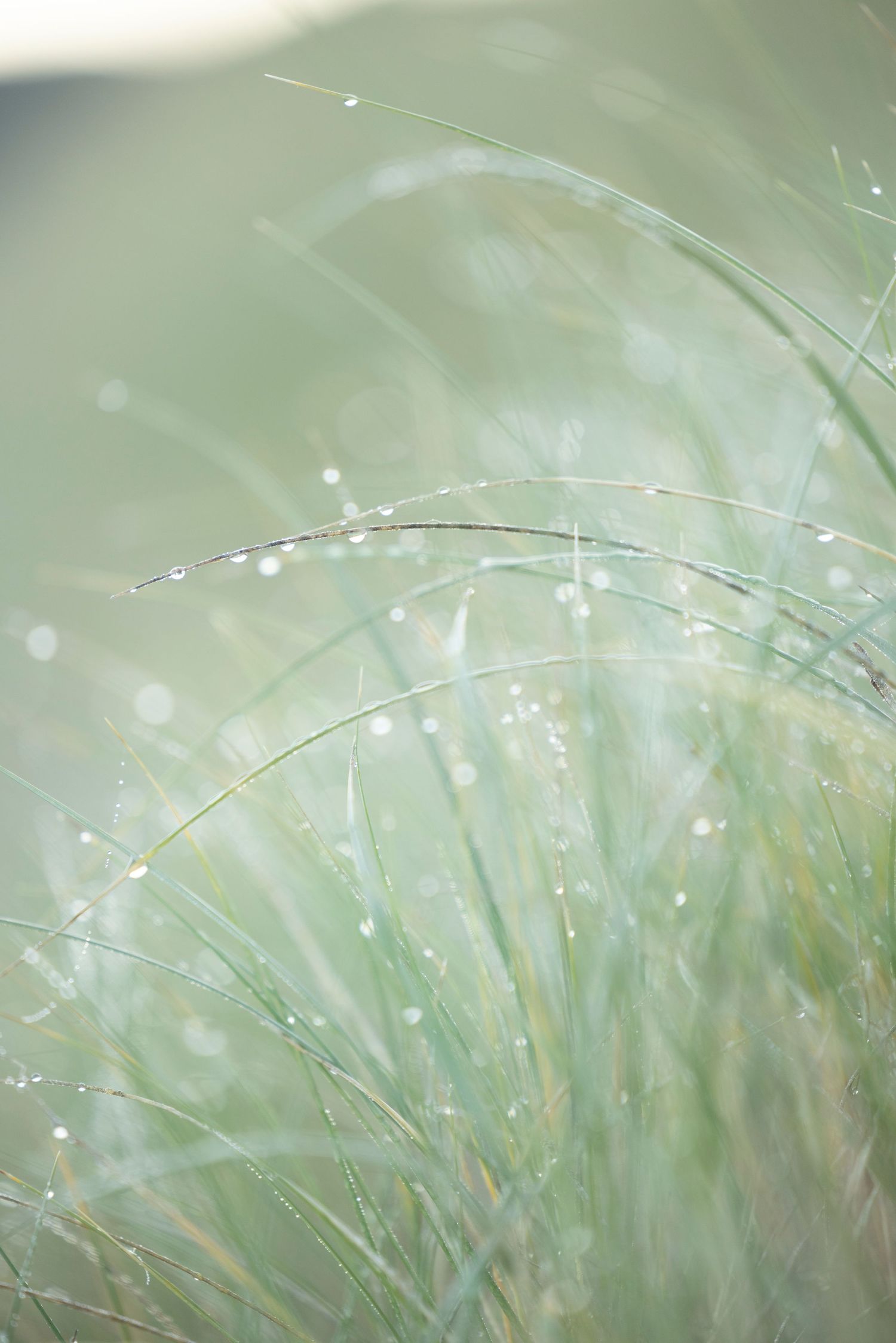 Close-up of delicate grass blades with morning dew drops in soft pastel green tones creating a dreamy natural backdrop.