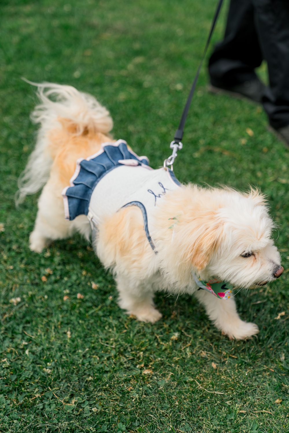 Small cream-colored dog wearing a blue ruffled dress and harness walking on grass.