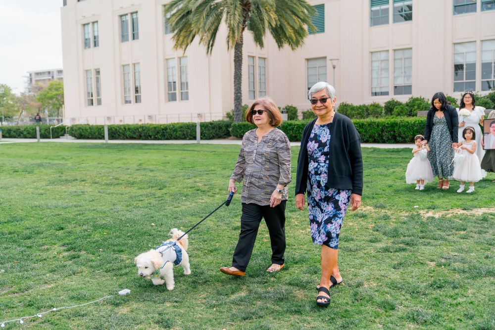 People walking small white dog on green lawn with palm trees and building in background.