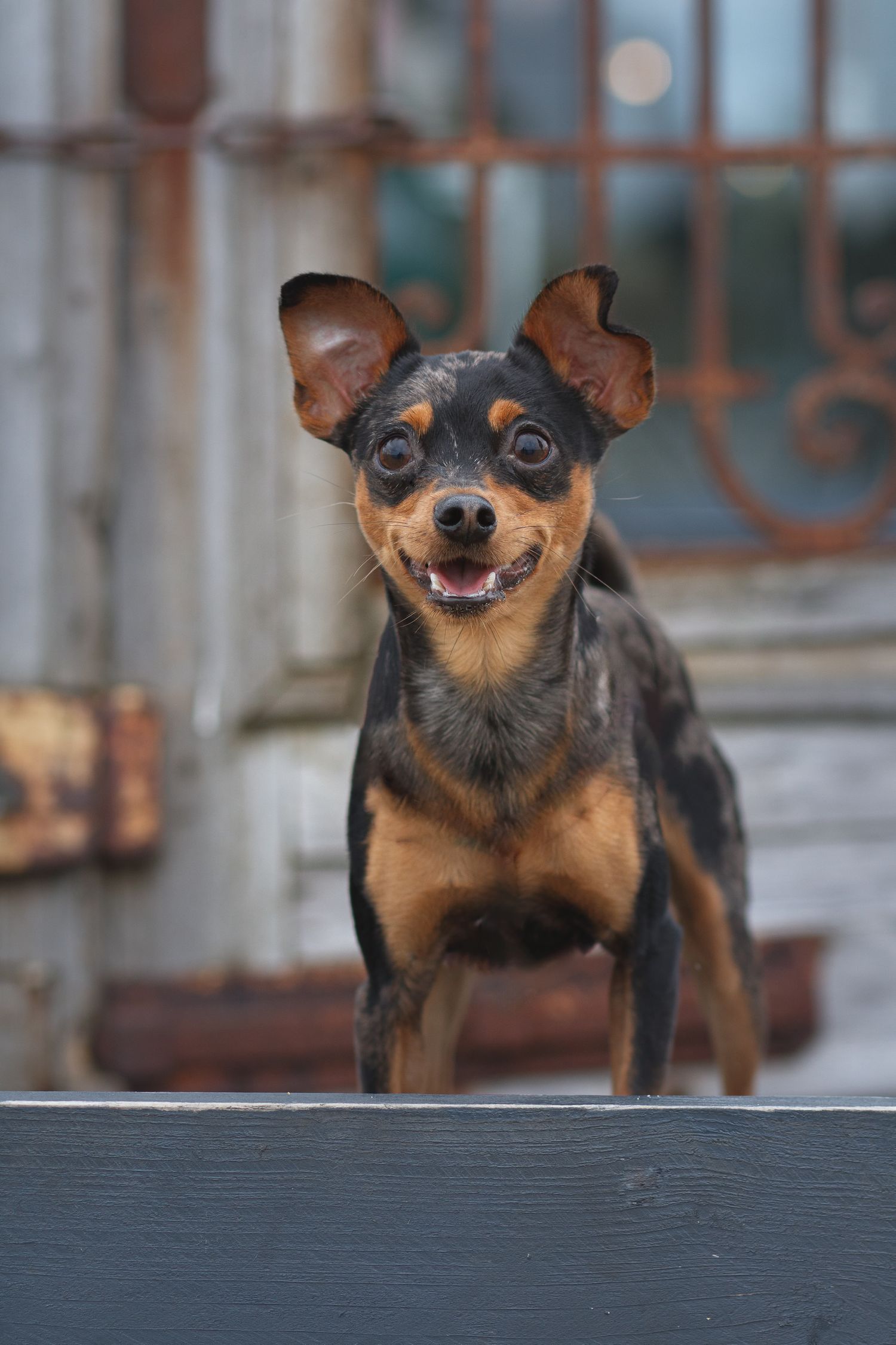 Klein hondje