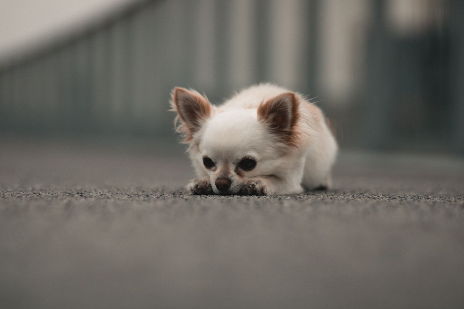 Chihuahua