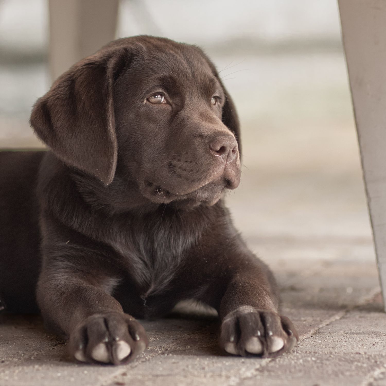 Labrador puppy