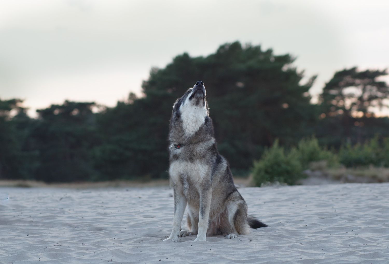 Wolfshond