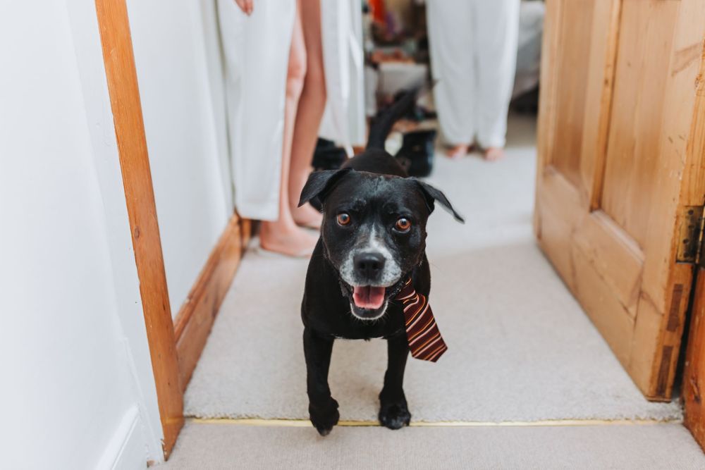 Happy black dog wearing a striped scarf stands in doorway of bright hallway.