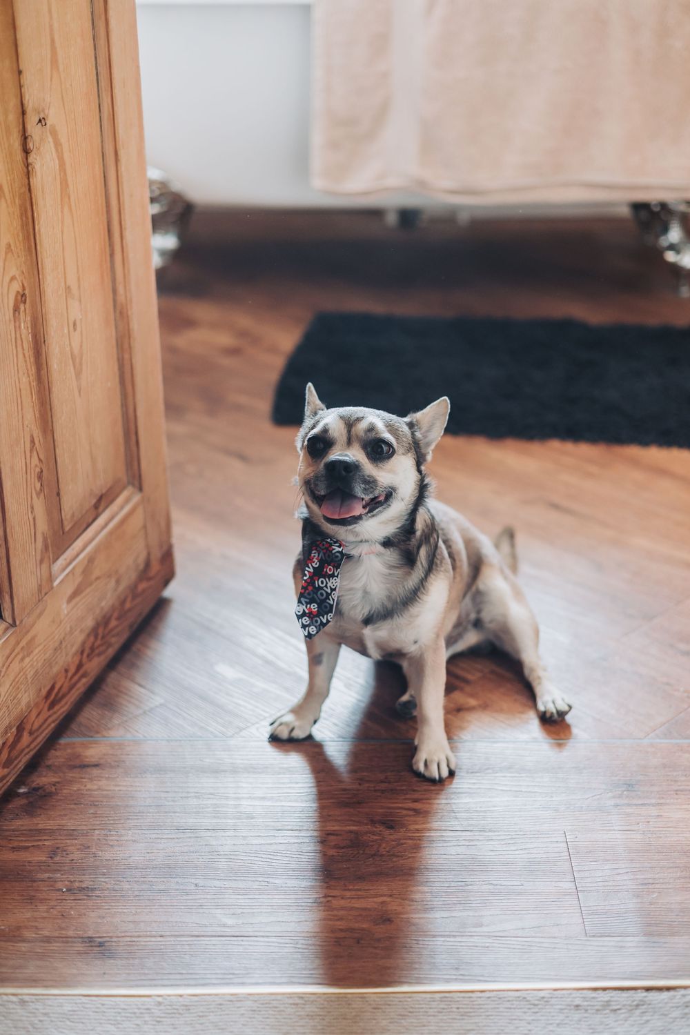 Small Chihuahua puppy walking playfully on hardwood floor between wooden door frames.