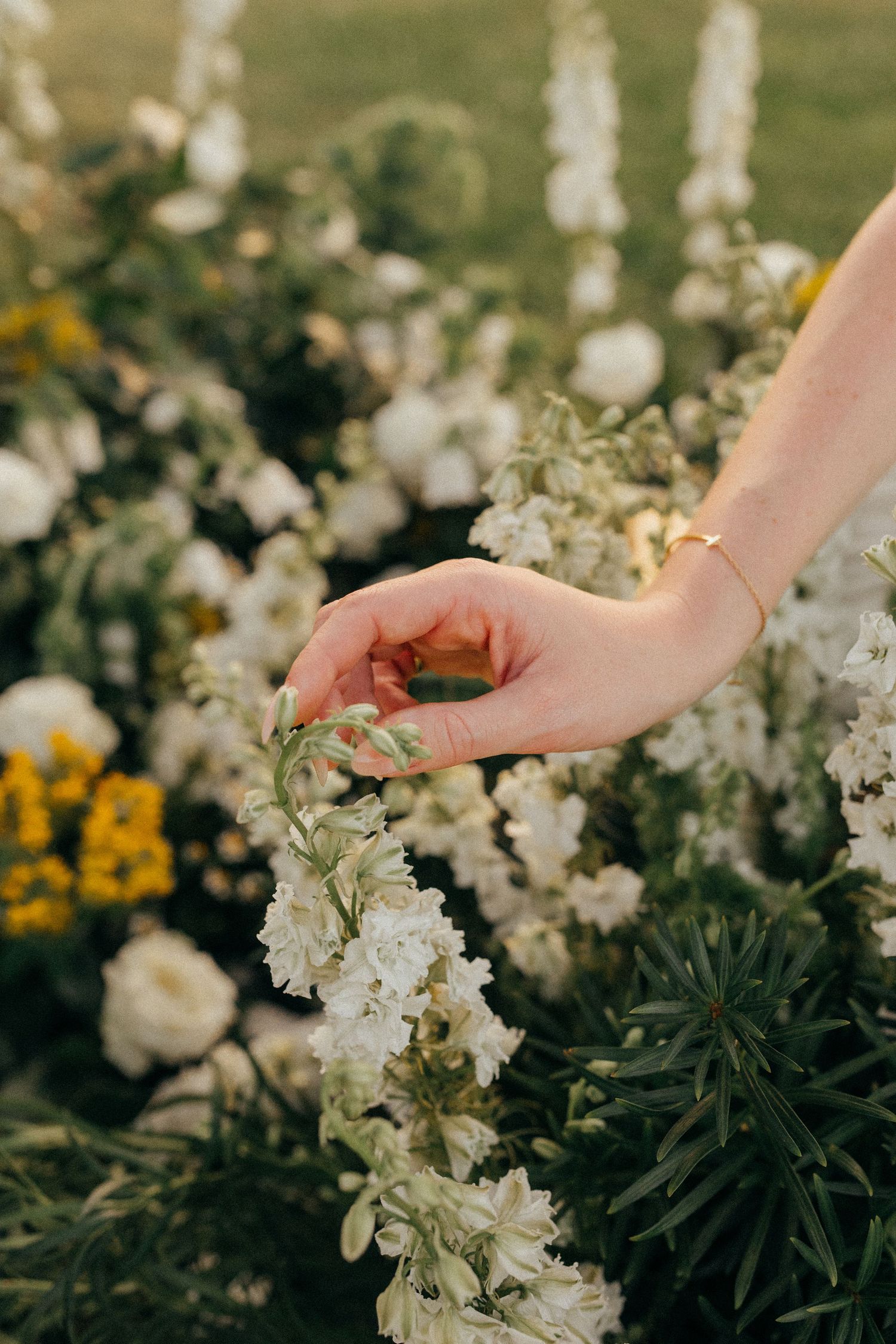Hand gently touches delicate white flowers in a blooming summer garden.