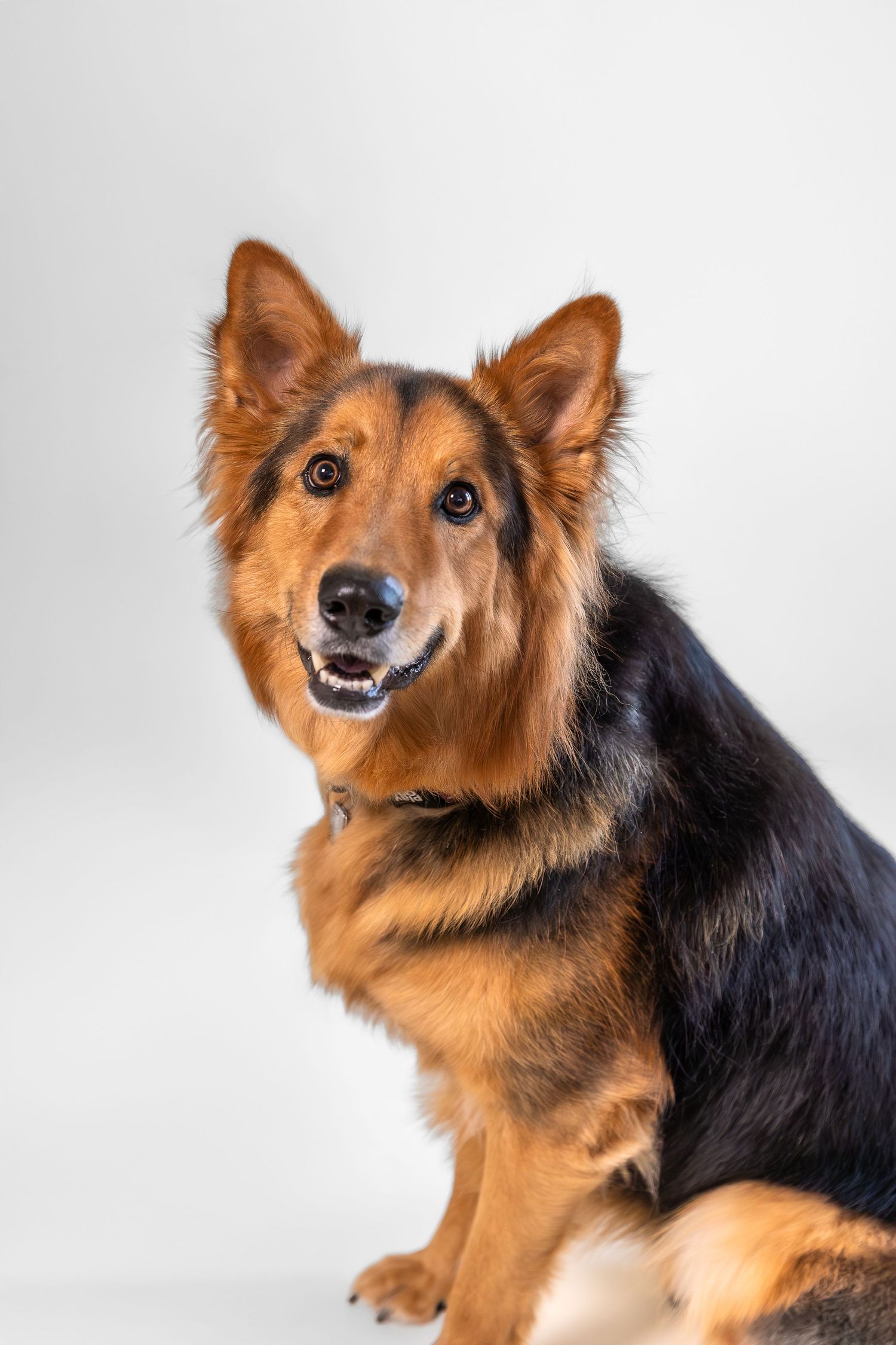 A German Shepherd mixed breed dog with tan and black fur smiles for a portrait against a light gray background.