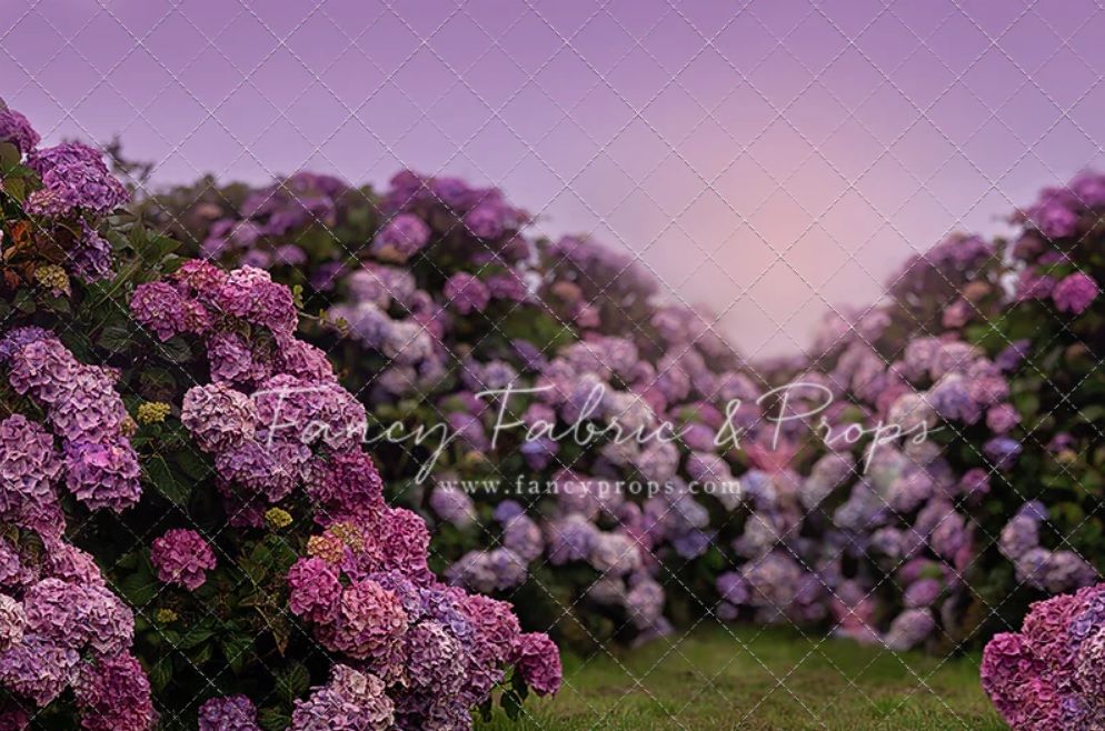 Beautiful purple lilac flowers blooming against a soft pink sunset sky in spring garden.