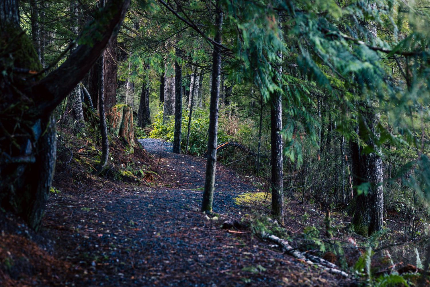 A peaceful dirt trail winds through a dark evergreen forest with tall trees casting shadows on the path.