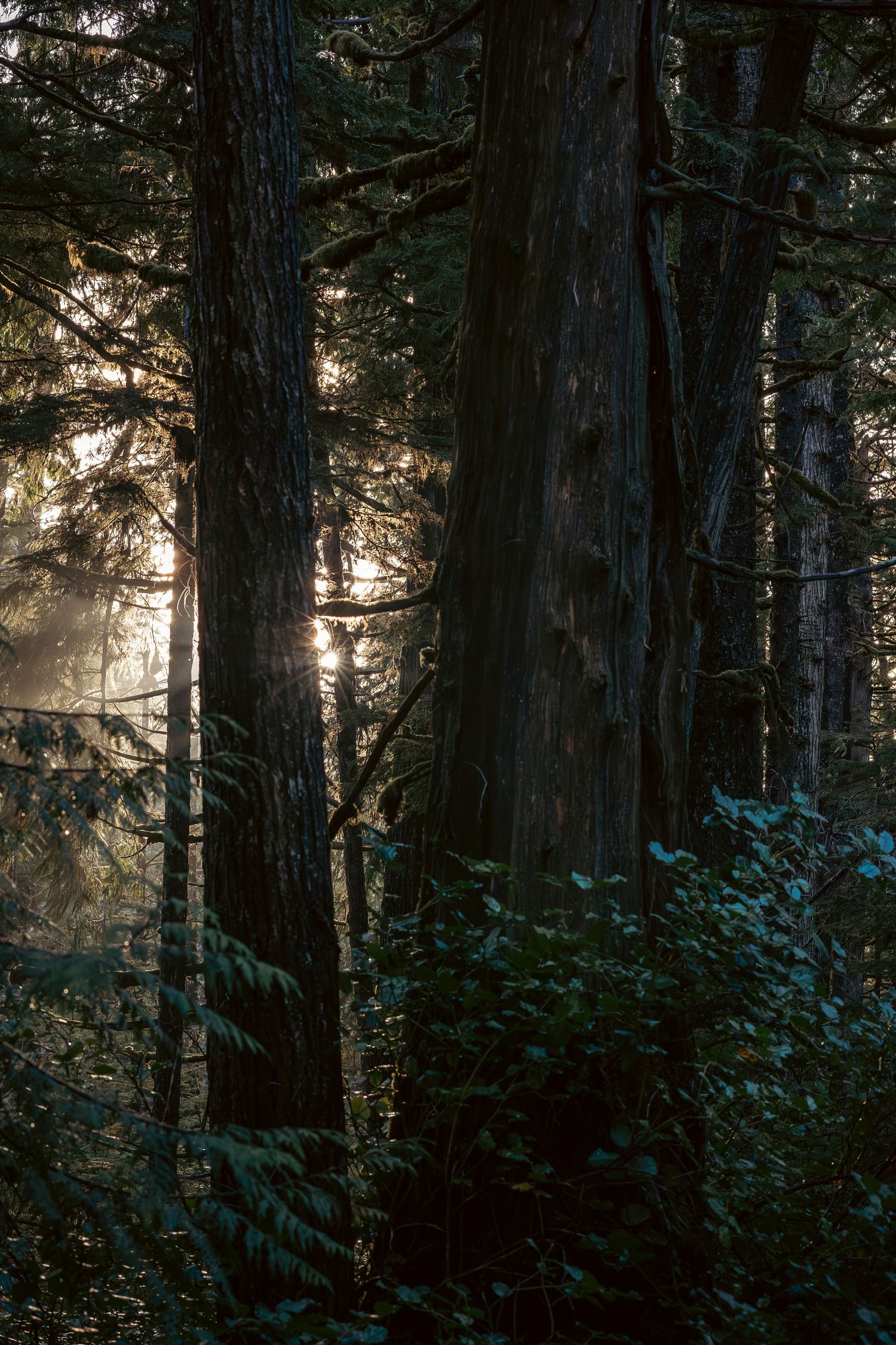 Sunlight filters through dense forest trees creating ethereal beams between tall trunks in a misty woodland scene.