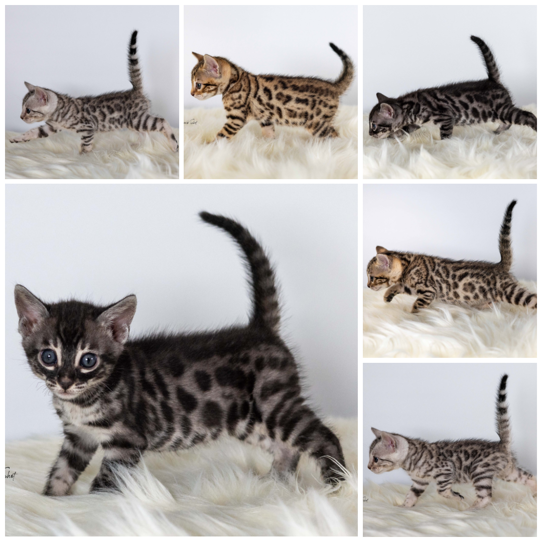 British shorthair cat poses against purple smoky background.