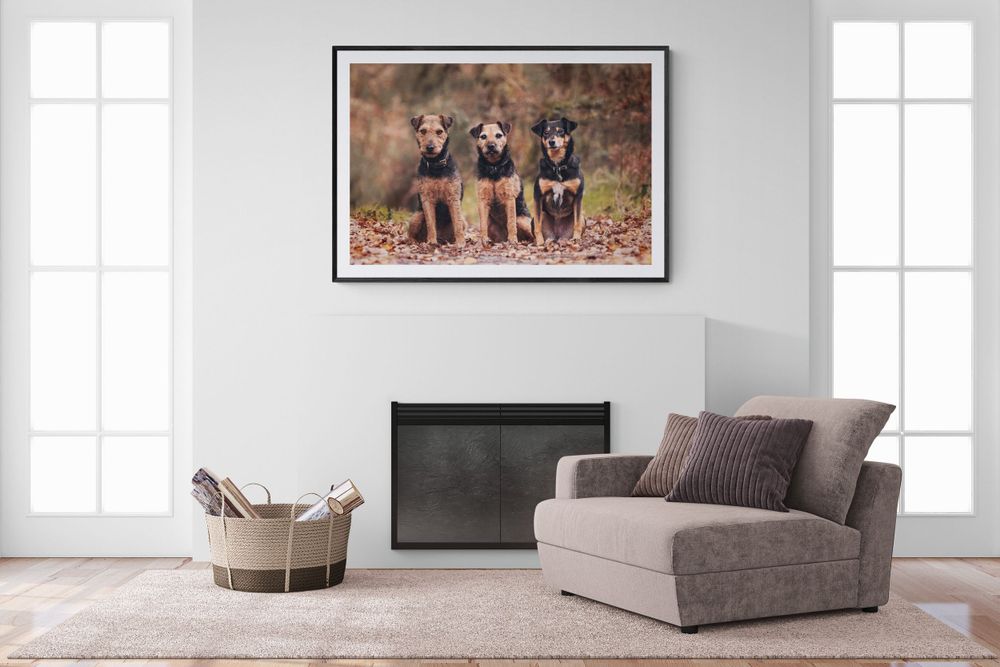 Lakeland Terrier, Border Terrier, Welsh Terrier Whippet mix sitting near Guilford