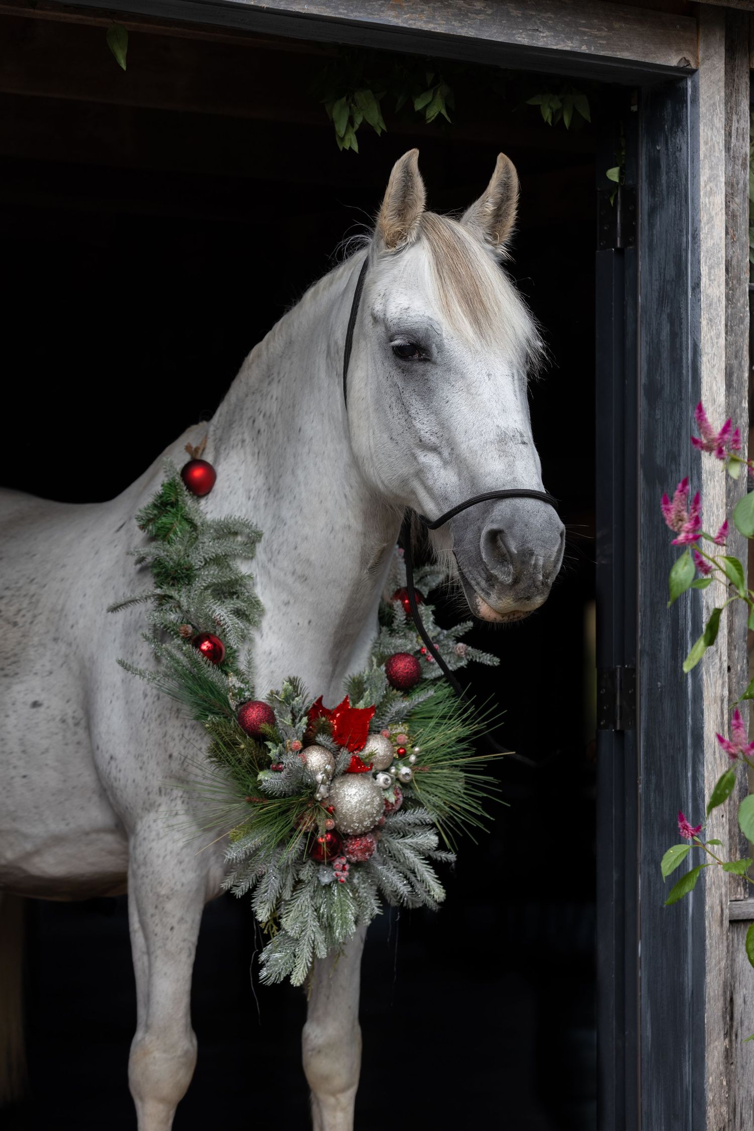 White horse wearing festive Christmas wreath with red ornaments and pine branches.