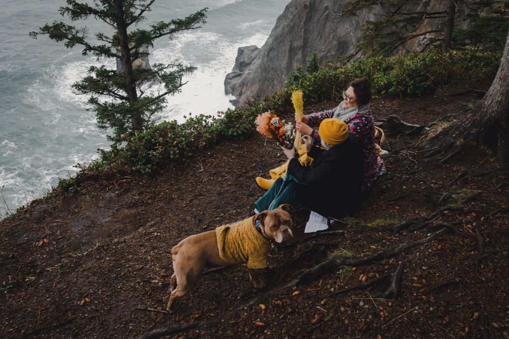 A brown dog and companions enjoy scenic coastal cliff views on forested trail.