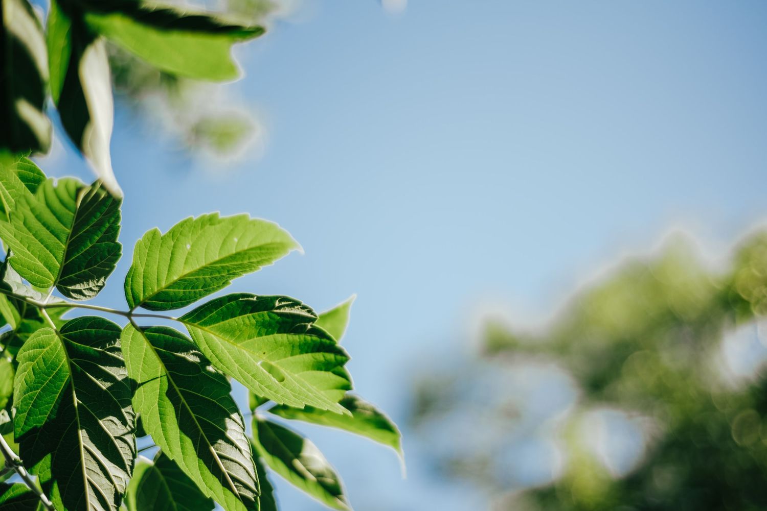 Fresh green leaves against a bright blue sky with shallow depth of field in natural sunlight.
