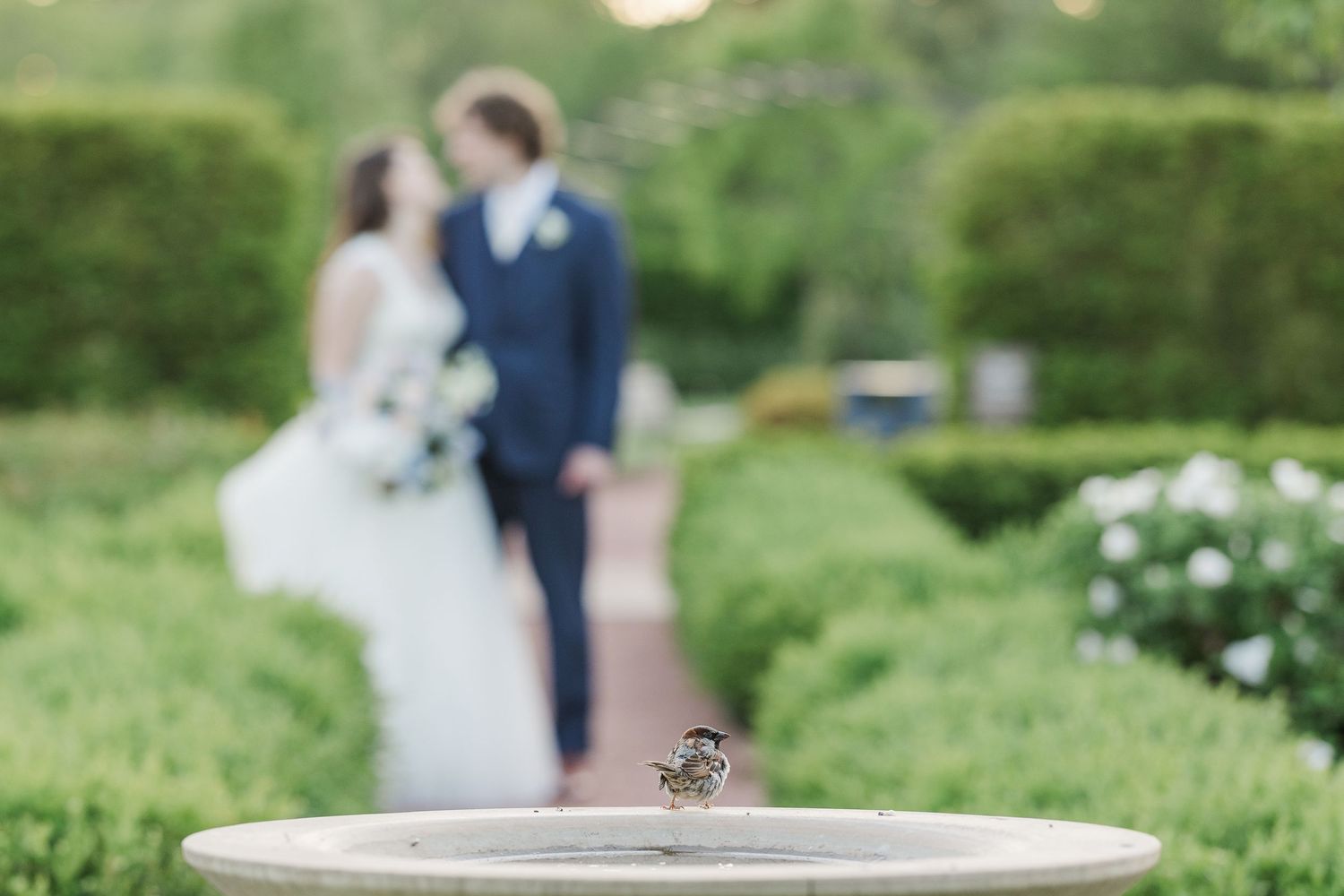Wedding couple stands blurred in garden background while small songbird perches on stone birdbath in foreground.