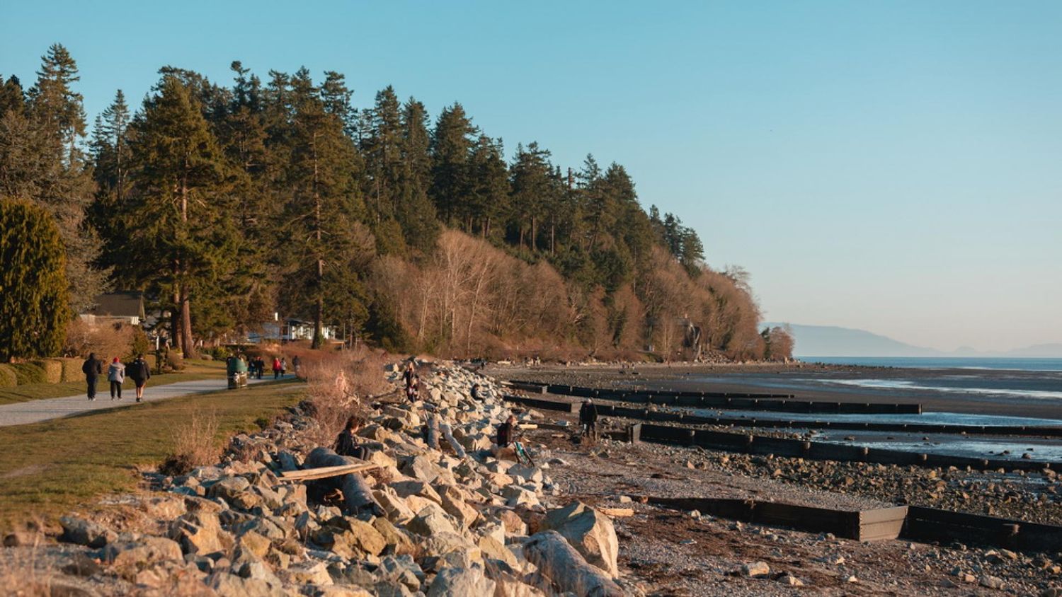 Crescent beach natural area and trees on the coast line in BC. A great place for outdoor family photos especially at sunset.