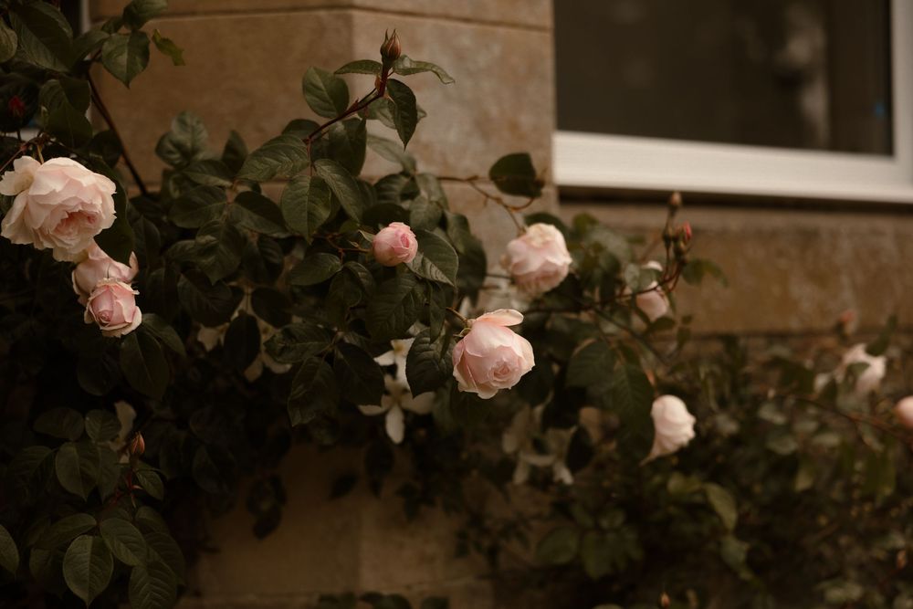 Delicate pink roses bloom on climbing vines against a rustic brown wall at dusk.