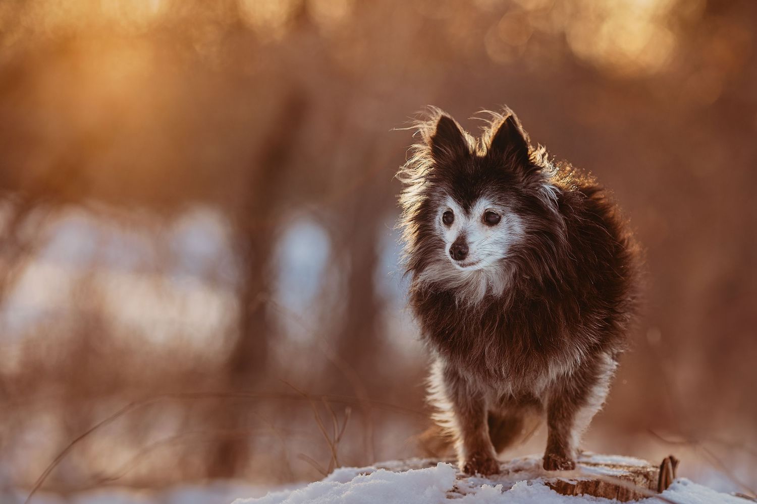 small senior dog with a sunset background