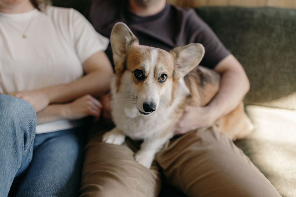 Adorable Corgi dog sitting on the couch with its owners in sunlit living room.