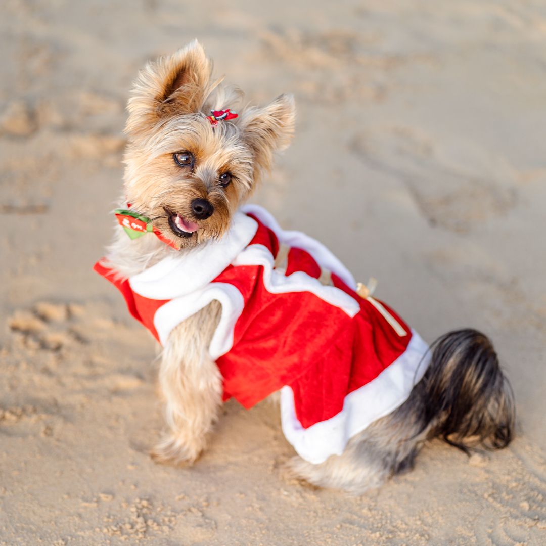 Christmas mini photoshoot with dog Rouse Hill